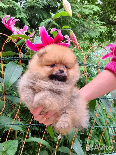 Померанский шпиц на продажу