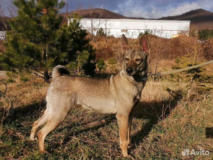 Собака в добрые руки