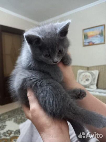 Кошка котенок британец