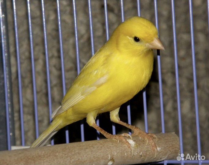 Кенары певчий