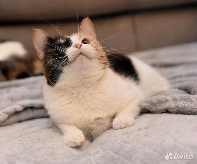 Кошка Цыпа