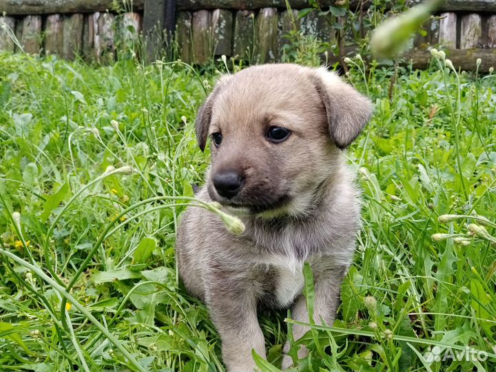 Отдам щенка в добрые руки