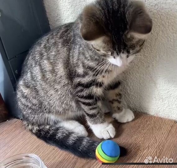 Котенок в добрые руки