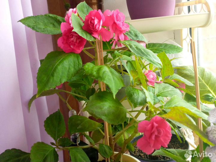 Глоксиния махровая, фиалки, бальзамины, бегонии