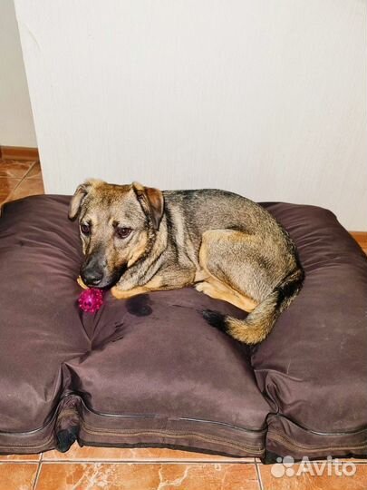 Собака в добрые руки отдам бесплатно из прита