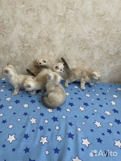 Шотландские котята