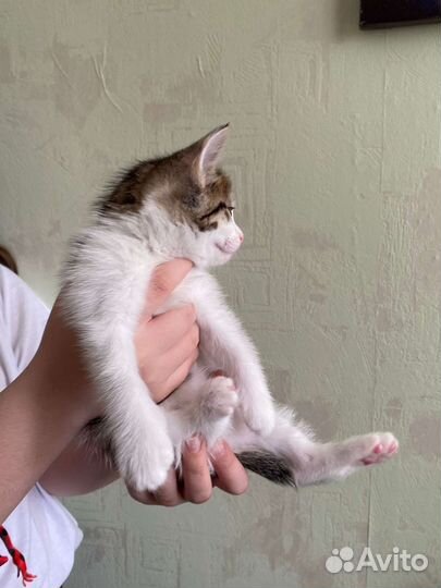 Котенок девочка родилась 8 марта