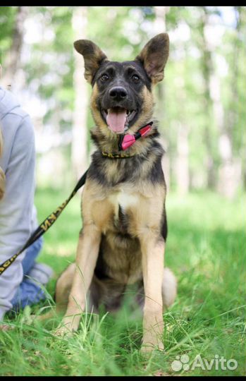 Отдам в добрые руки собаку Дафну