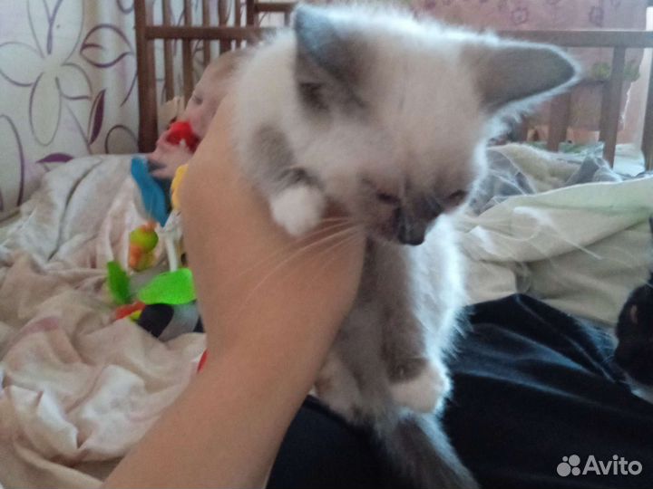 Котята от домашней кошки