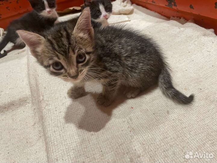 Котята в добрые руки бесплатно