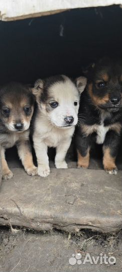Щенята