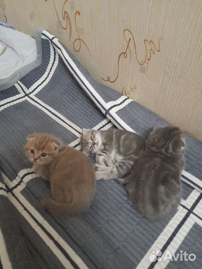 Шотландская вислоухая кошка