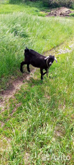 Альпонубийская козочка