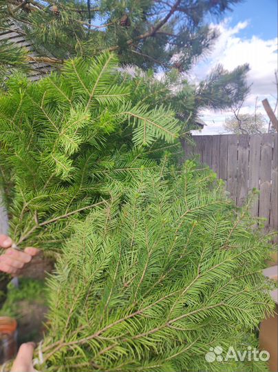 Пихтовые веники