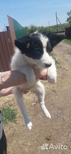 Щенки в добрые руки