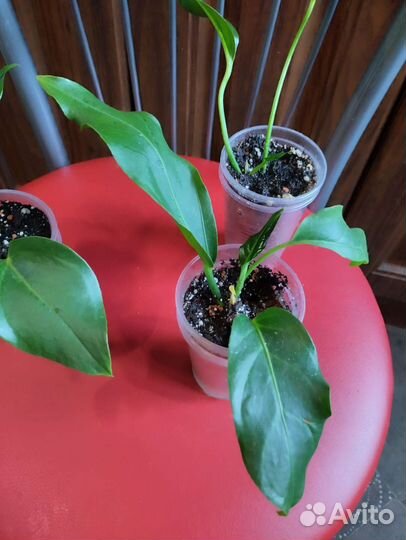 Антуриум Волна любви и Кларинервиум