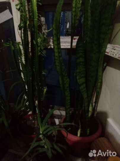 Комнатные цветы