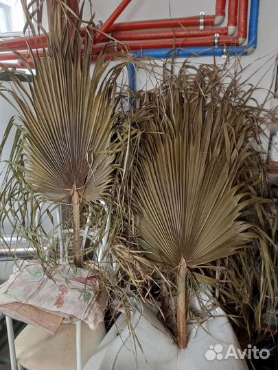 Пальмовые листья (пики, мини пики)