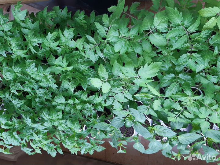 Рассада помидор,перца