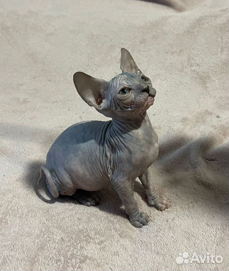 Канадский сфинкс