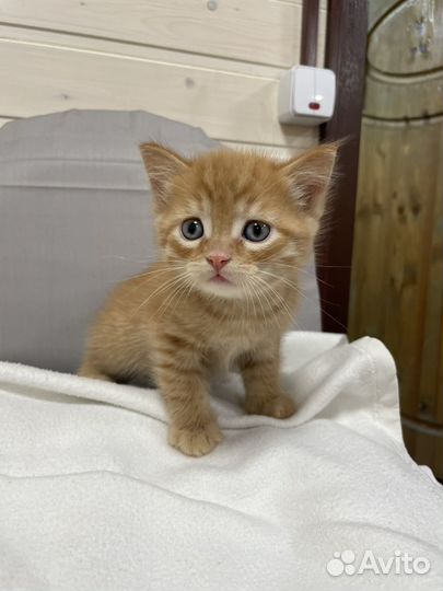 Котёнок мальчик