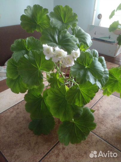 Герань пеларгония сортовая