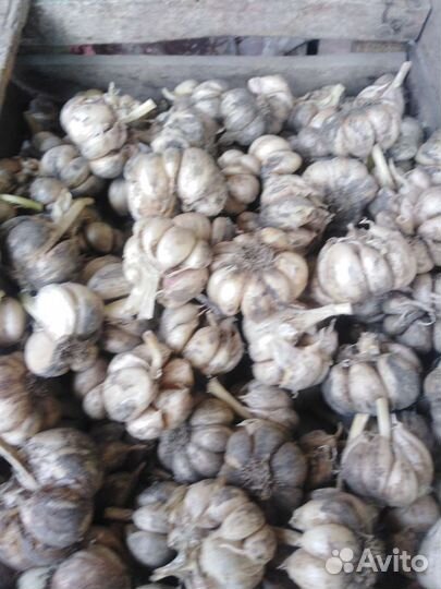 Чеснок