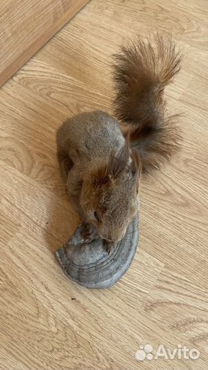 Чучело белки