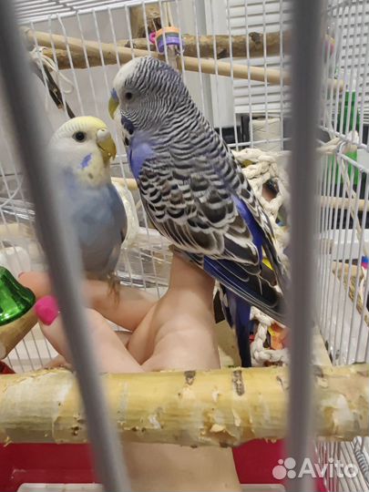 Волнистые попугаи пара