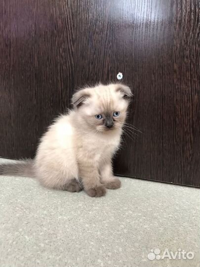 Котята отдам в добрые руки бесплатно