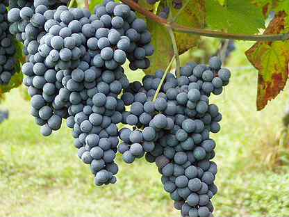 Саженцы неукрывной виноград Юодупе 5 литров