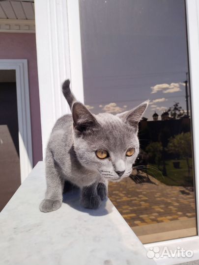 Котик в добрые руки