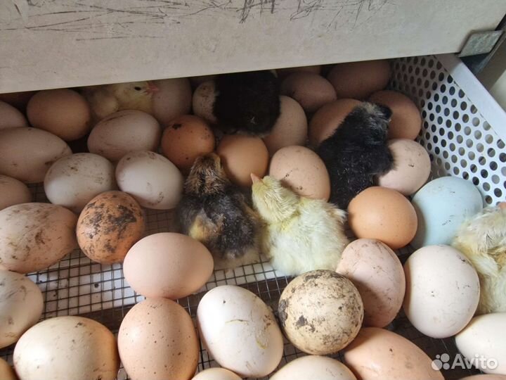 Цыплята суточные