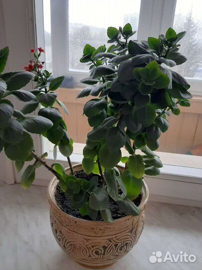 Цветы разные, цветущие