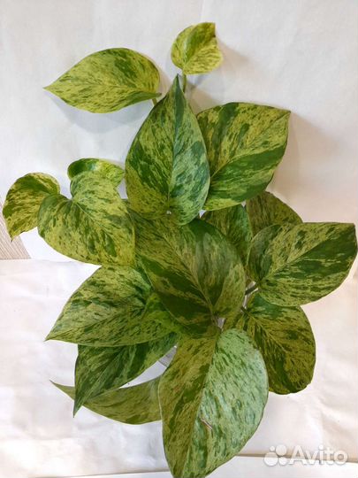 Много цветиков