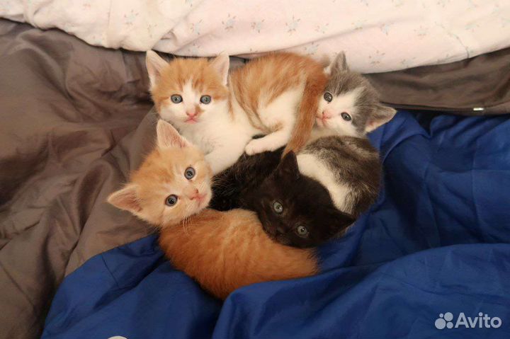 Кошка в дар