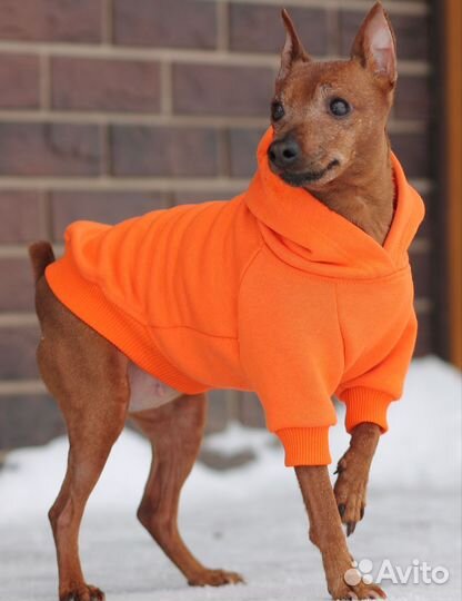 Толстовка для собак миниатюрных пород