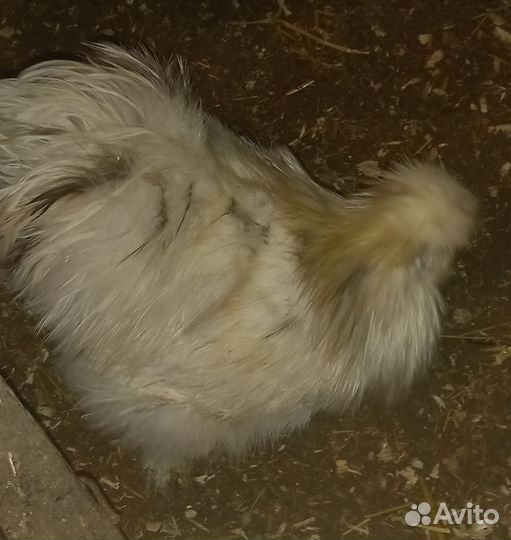 Петушок шёлковый