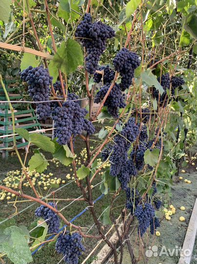 Саженцы винограда