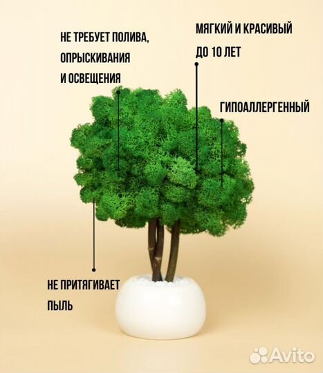 Дерево из стабилизированного мха в кашпо из гипса