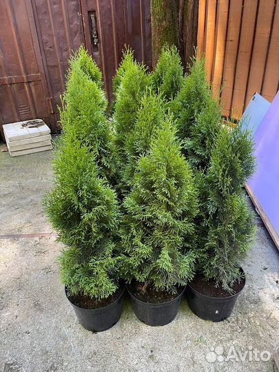 Туя смарагд 80 см