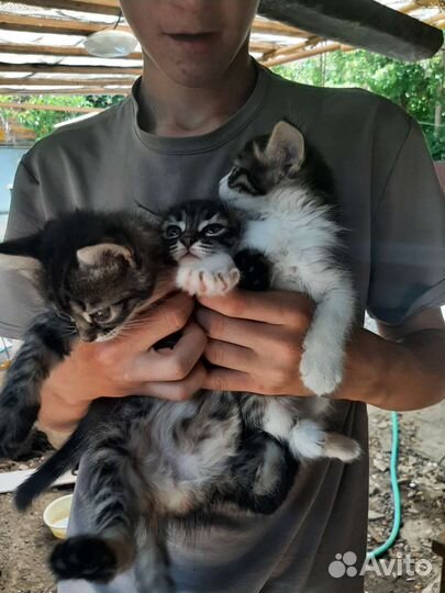 Кошка в дар бесплатно