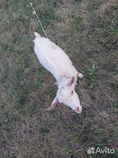 Козлики, козёл, козлы на завод