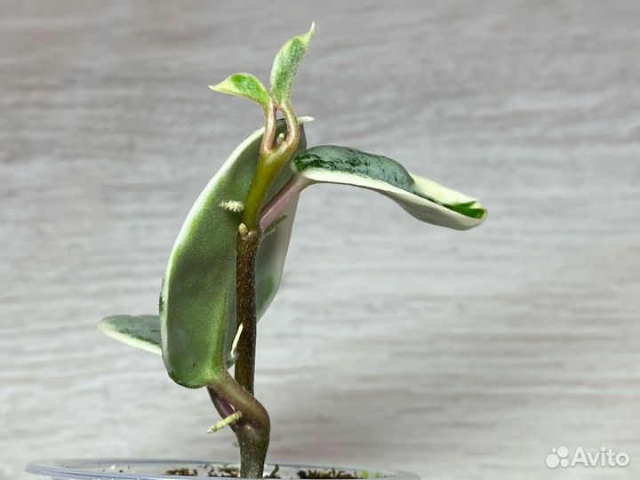Хойя Аргентия Пикта в активном росте