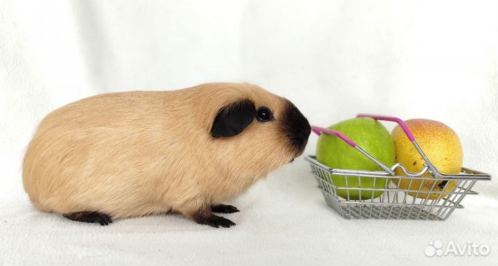 Породистые морские свинки