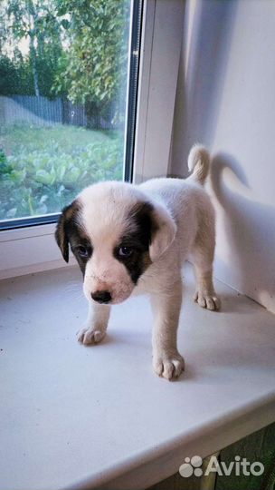 Щенки парсен-рассел терьер