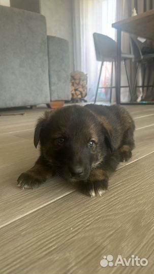 Отдам щенят в хорошие руки