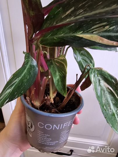 Строманта magic star