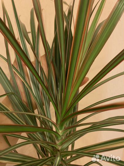 Драцена 1.5 метра высота