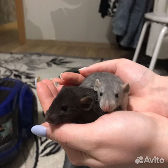 Крысята дамбо